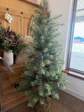 5' Black Hills Pine Tree