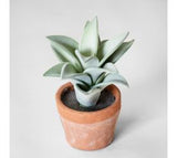 7' Pot Succulent