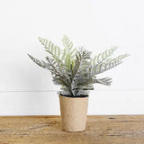 FERN IN PAPER POT