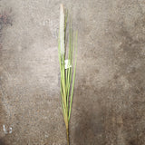 Foxtail Bush 20h Pvc