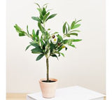 18 Olive Tree In Pot