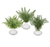 Fern  in Cera Vase