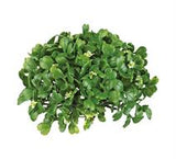 Boxwood Dome wFlowers (Small)