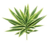 Dracaena Song of Jamaica Pick