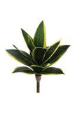 Snake Plant, 10", Green/yellow