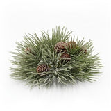 Mugo Pine Orb