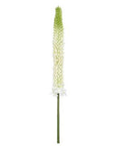 Foxtail Lily Spray