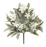 Stephanotis Bush