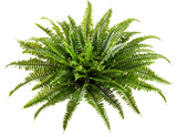 26uv Pro.boston Fern Bush X67