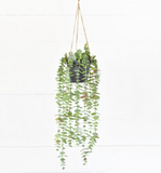 Potted Hanging Eucalyptus