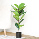 Fiddle Leaf Tree In Pot