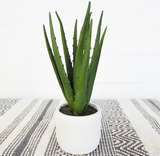 Aloe In White Pot