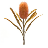 Banksia Stem Plastic