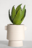 Agave In Ceramic Pot