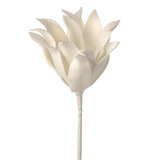 Foam Bromeliad Succulent 32