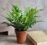 15 Fern In Pot