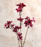 30 Red Orchid Branch