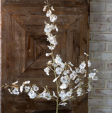 White Dancing Lady Orchid Stem