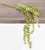 Mini Hanging Succulent