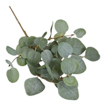 Basic Eucalyptus Pick