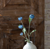 23 Blue Kalanchoe Stem