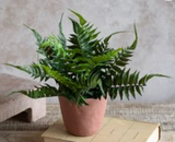 11.81 Fern In Cement Pot