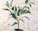 33 Eucalyptus W/fruit Stem