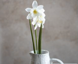 21.6 White Daffodils Stem