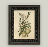 The White Peach - 5x7