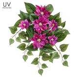 UV Protect Clematis Bush