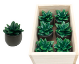 Res Mini Plant In Black Pot