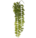27.5lipstick Vine Hang.spray