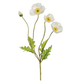 23.6poppy Spray Wh