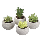 3.5h Asst Succulent