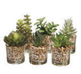 4" Succulent Potted