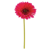 9lg Gerbera Daisy Stem Bt