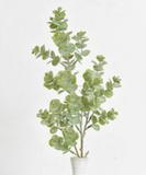 24.4 Eucalyptus