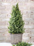 24 Glitter Topiary In Basket