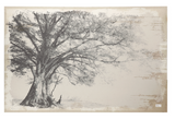 Arboreal Shelter Canvas Print