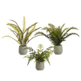 11-16fern In Plastic Pot