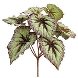 Begonia Leaf Bush