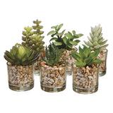 Mini Succulent in Glass