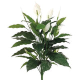 Spathiphyllum Plant