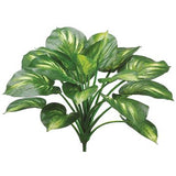 22 EVA HOSTA PLANT GR CR