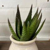 Aloe Pick Succulent