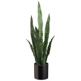 Sansevieria in Black Pot