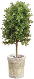 Boxwood Topiary in Clay Pot