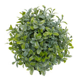 Privet Ball Dome