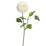 Ranunculus Spray